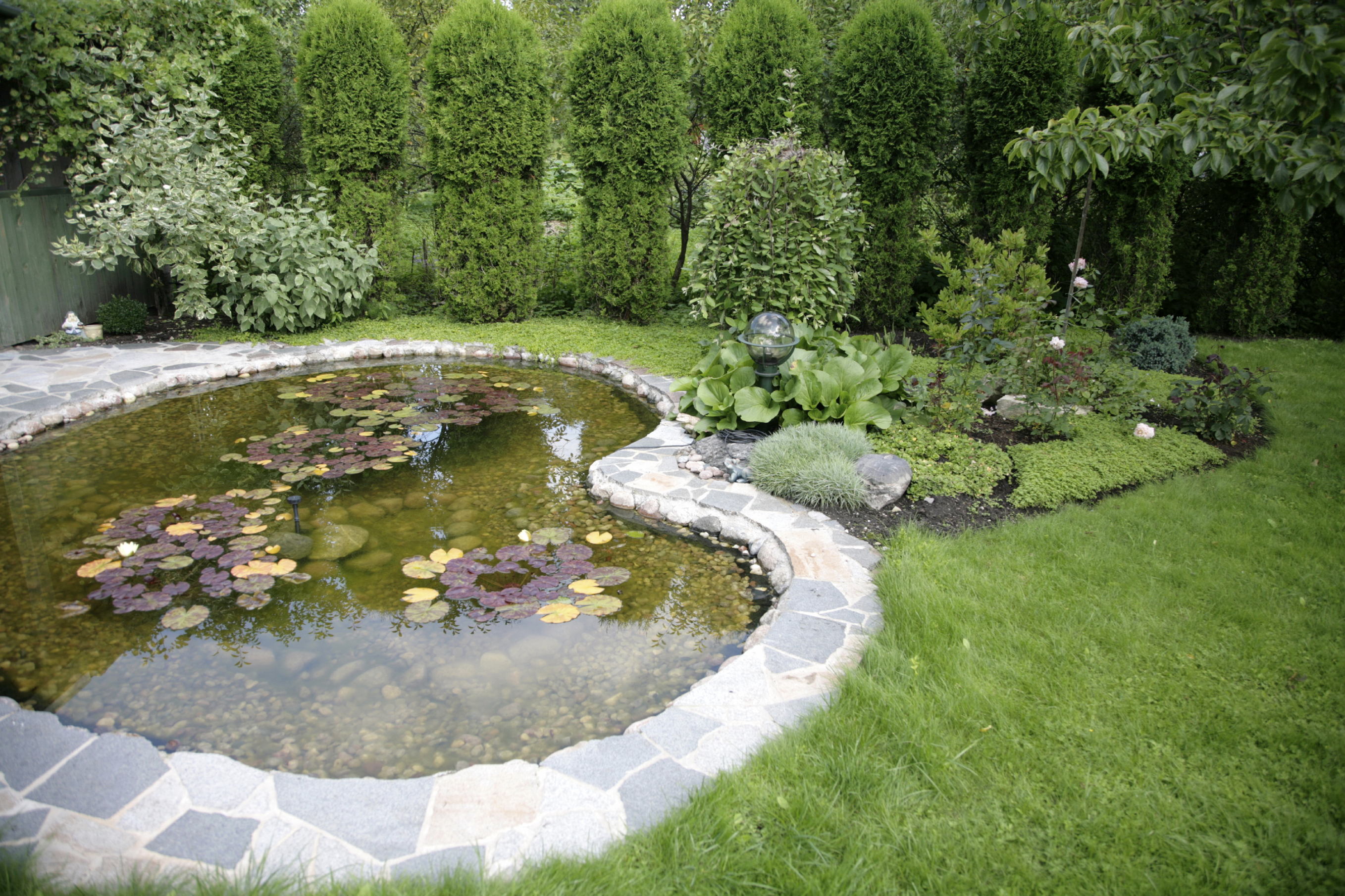 pond with water-lilys in a yard at home