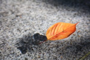Leaf floating on water