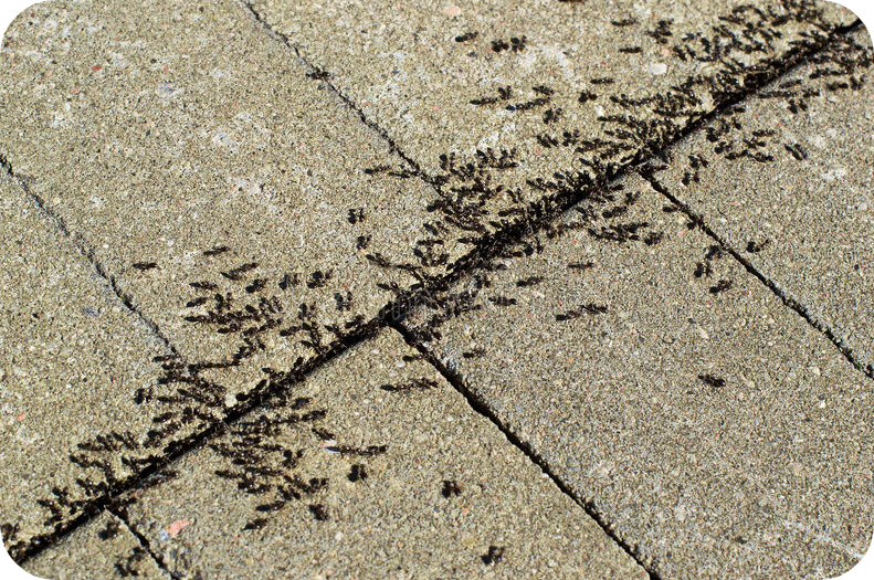 Ants on patio stones