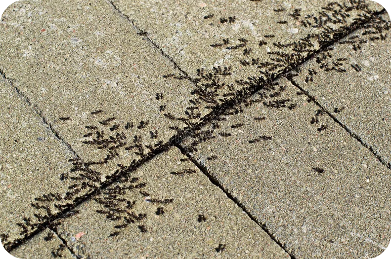 Ants on patio stones