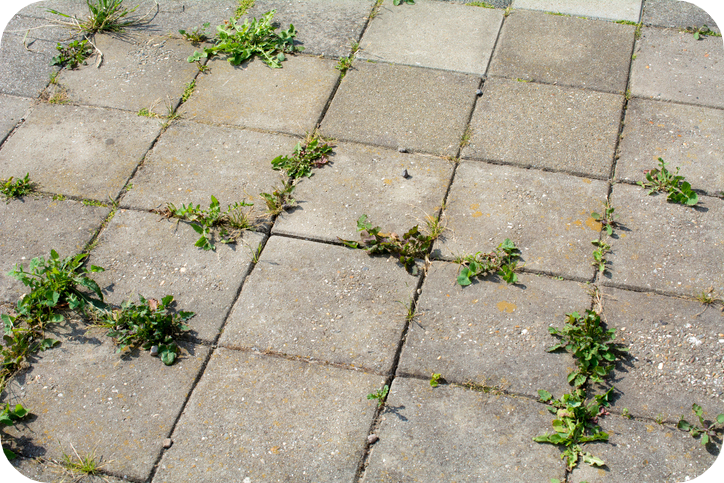 Weeds in patio stones